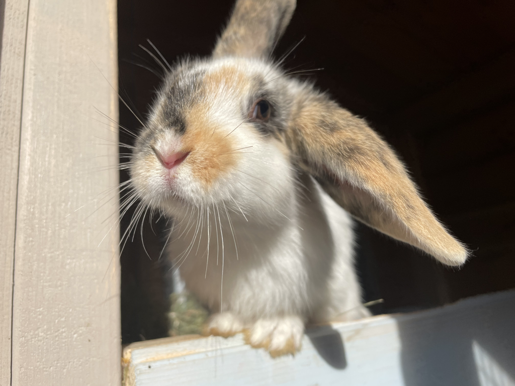 bunn